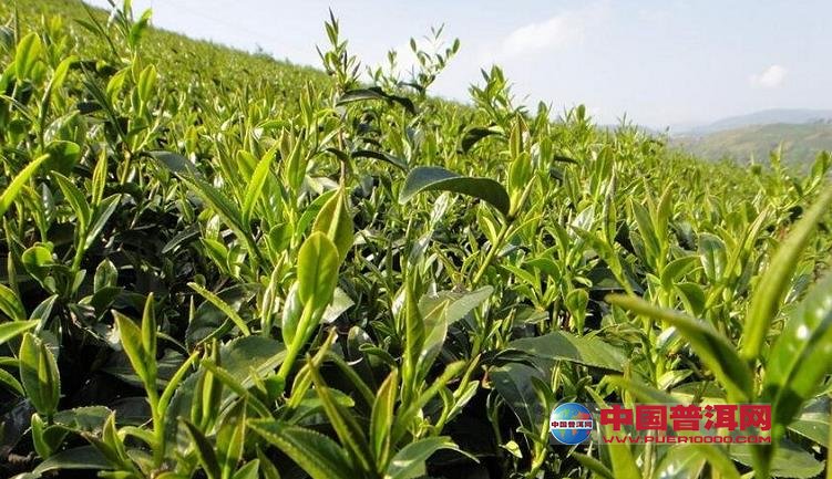 普洱茶