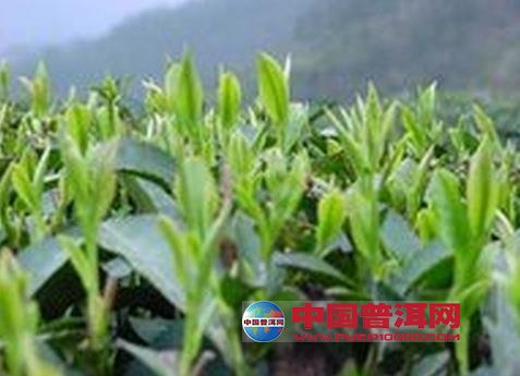 <u><a href='http://www.puer10000.com/puerzhishi/32854.html' target='_blank'>ն<u><a href='http://www.puer10000.com/puerzhishi/100997.html' target='_blank'></a></u></a></u>
