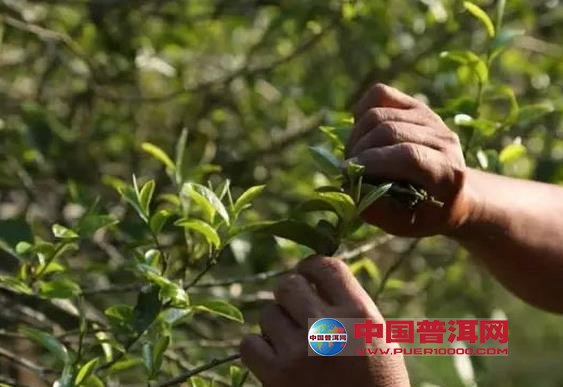 普洱茶