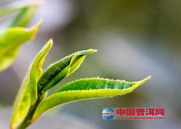普洱茶