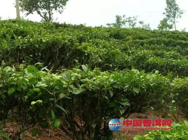 普洱茶