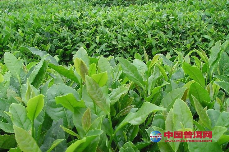 普洱茶