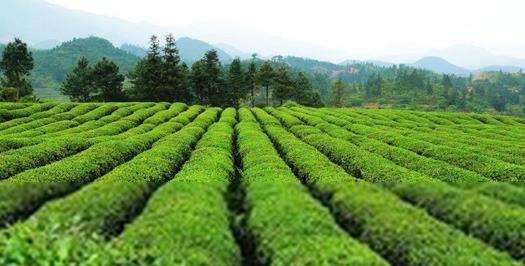 普洱茶