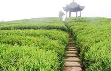 普洱茶
