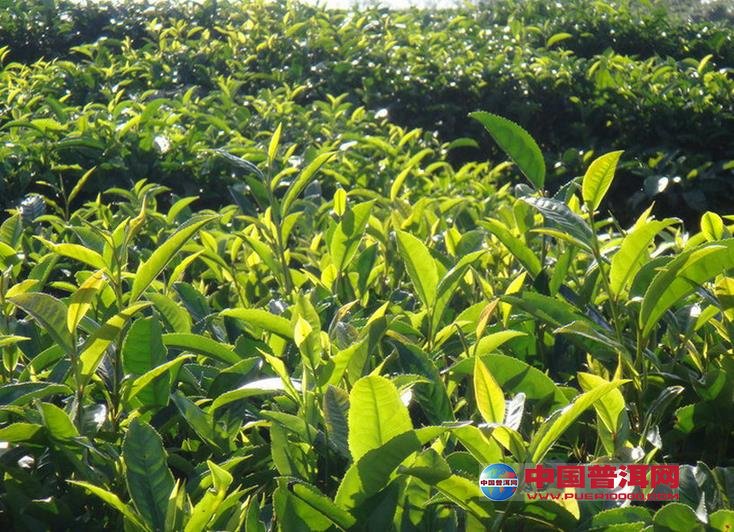 普洱茶