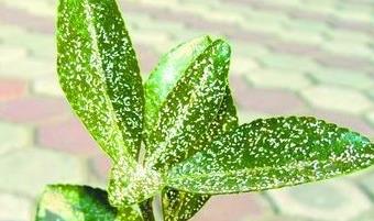 普洱茶