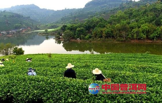 <u><a href='http://www.puer10000.com/puerzhishi/32854.html' target='_blank'>普洱<u><a href='http://www.puer10000.com/puerzhishi/100997.html' target='_blank'>茶</a></u></a></u>