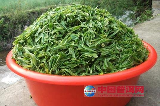 普洱茶