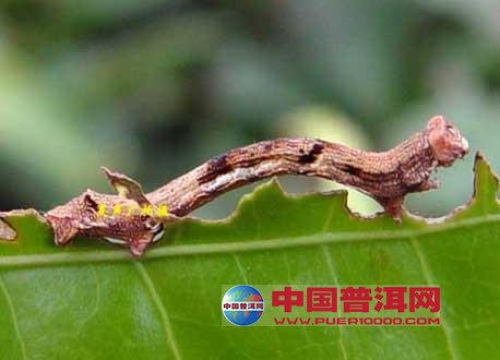 普洱茶
