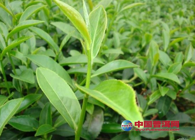 <u><a href='http://www.puer10000.com/puerzhishi/32854.html' target='_blank'>ն<u><a href='http://www.puer10000.com/puerzhishi/100997.html' target='_blank'></a></u></a></u>