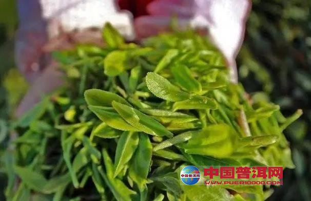 <u><a href='http://www.puer10000.com/puerzhishi/32854.html' target='_blank'>普洱<u><a href='http://www.puer10000.com/puerzhishi/100997.html' target='_blank'>茶</a></u></a></u>