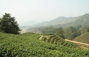 <u><a href='http://www.puer10000.com/puerzhishi/32854.html' target='_blank'>普洱<u><a href='http://www.puer10000.com/puerzhishi/100997.html' target='_blank'>茶</a></u></a></u>