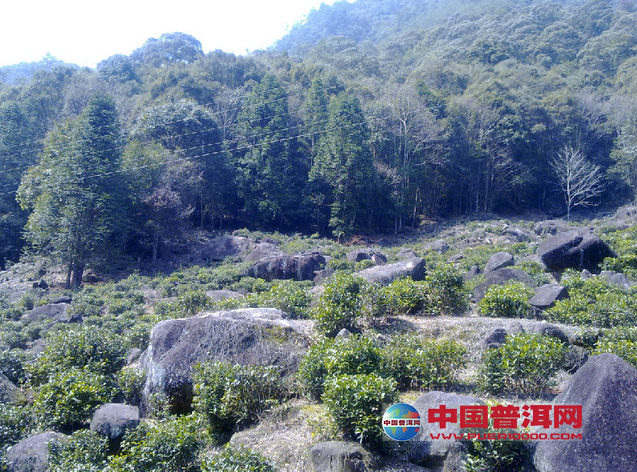 <u><a href='http://www.puer10000.com/puerzhishi/32854.html' target='_blank'>普洱<u><a href='http://www.puer10000.com/puerzhishi/100997.html' target='_blank'>茶</a></u></a></u>