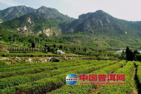 普洱茶