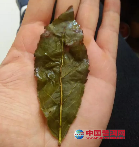 <u><a href='http://www.puer10000.com/puerzhishi/32854.html' target='_blank'>普洱茶</a></u>
