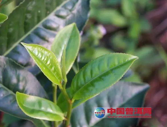 <u><a href='http://www.puer10000.com/puerzhishi/32854.html' target='_blank'>普洱<u><a href='http://www.puer10000.com/puerzhishi/100997.html' target='_blank'>茶</a></u></a></u>