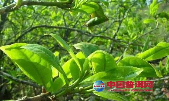 普洱茶