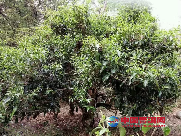 普洱茶
