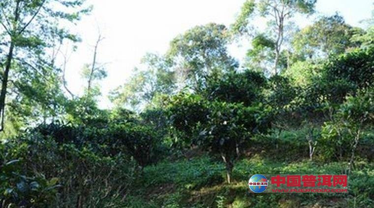 普洱茶