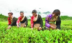普洱茶
