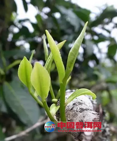 <u><a href='http://www.puer10000.com/puerzhishi/32854.html' target='_blank'>普洱<u><a href='http://www.puer10000.com/puerzhishi/100997.html' target='_blank'>茶</a></u></a></u>