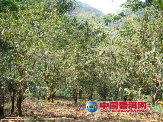 普洱茶