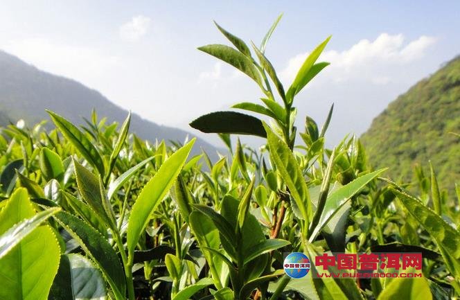普洱茶
