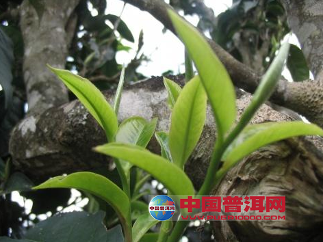 <u><a href='http://www.puer10000.com/puerzhishi/32854.html' target='_blank'>普洱<u><a href='http://www.puer10000.com/puerzhishi/100997.html' target='_blank'>茶</a></u></a></u>