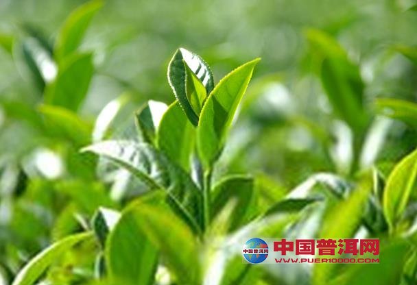 普洱茶