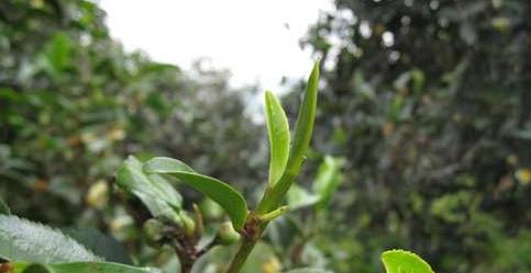 普洱茶