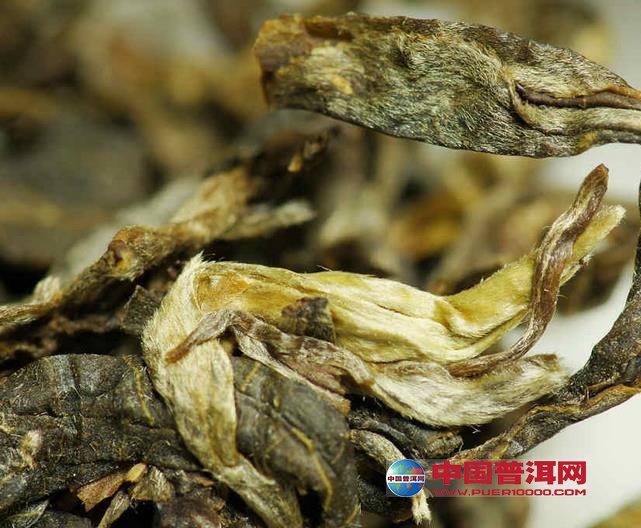 普洱茶