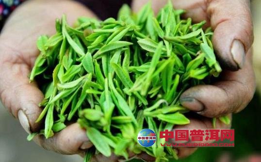 普洱茶