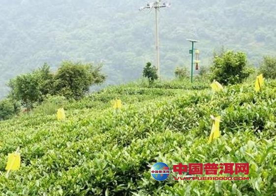 普洱茶