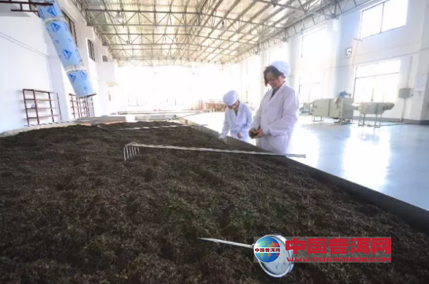 普洱茶