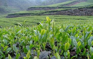 普洱茶