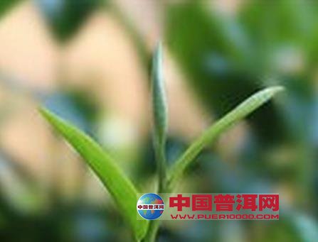 <u><a href='http://www.puer10000.com/puerzhishi/32854.html' target='_blank'>ն<u><a href='http://www.puer10000.com/puerzhishi/100997.html' target='_blank'></a></u></a></u>