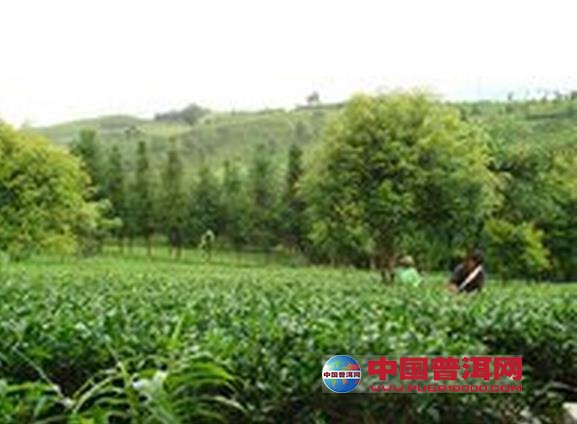 <u><a href='http://www.puer10000.com/puerzhishi/32854.html' target='_blank'>普洱<u><a href='http://www.puer10000.com/puerzhishi/100997.html' target='_blank'>茶</a></u></a></u>