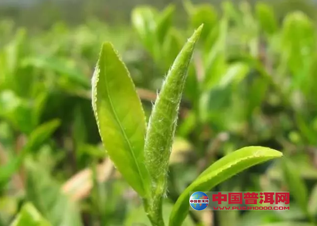 <u><a href='http://www.puer10000.com/puerzhishi/32854.html' target='_blank'>ն<u><a href='http://www.puer10000.com/puerzhishi/100997.html' target='_blank'></a></u></a></u>