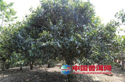 影响普洱茶树的四个自然因素