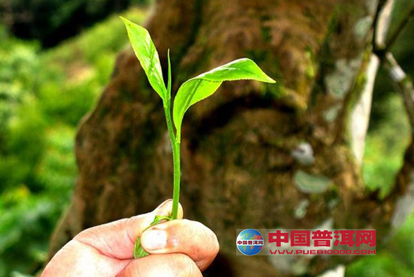<u><a href='http://www.puer10000.com/puerzhishi/32854.html' target='_blank'>ն<u><a href='http://www.puer10000.com/puerzhishi/100997.html' target='_blank'></a></u></a></u>