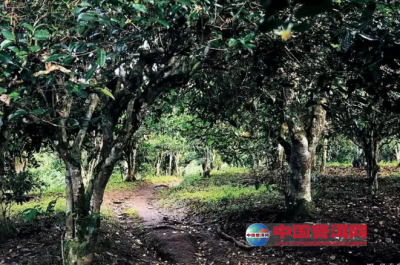 解读普洱茶名产区古茶树的开发