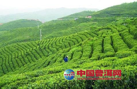普洱茶