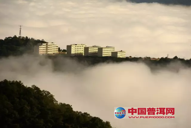 普洱茶