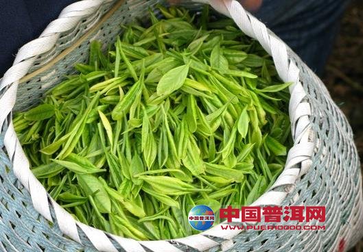 普洱茶