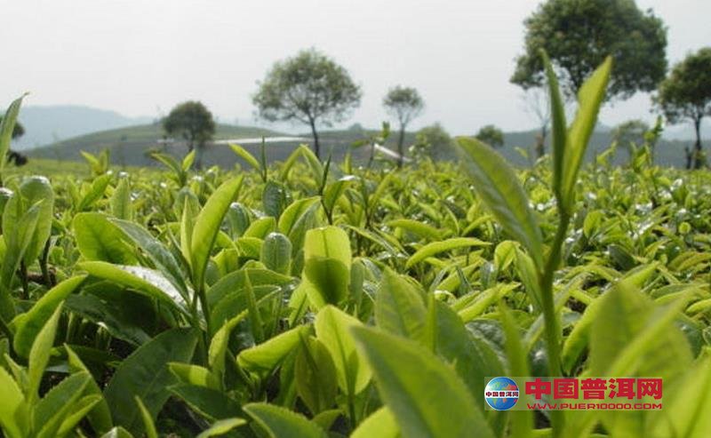 普洱茶