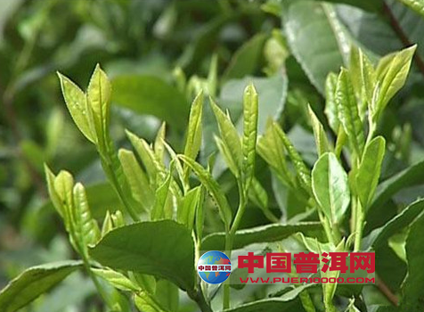 <u><a href='http://www.puer10000.com/puerzhishi/32854.html' target='_blank'>普洱<u><a href='http://www.puer10000.com/puerzhishi/100997.html' target='_blank'>茶</a></u></a></u>