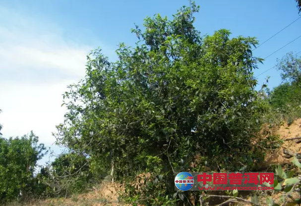 <u><a href='http://www.puer10000.com/puerzhishi/32854.html' target='_blank'>ն<u><a href='http://www.puer10000.com/puerzhishi/100997.html' target='_blank'></a></u></a></u>