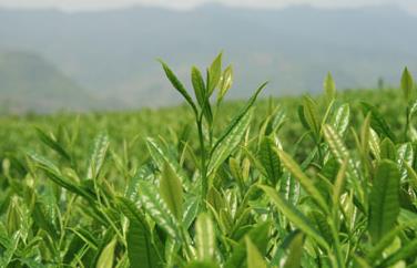普洱茶