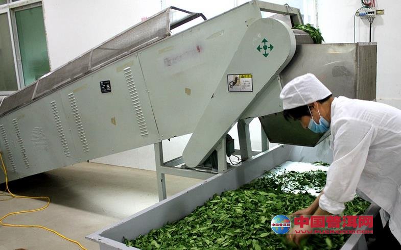 普洱茶