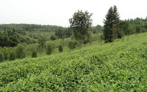 普洱茶